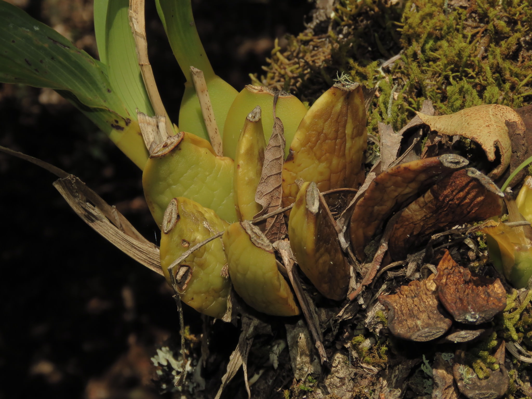 Rhynchostele maculata